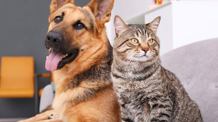 A importância do vermífugo para cães e gatos